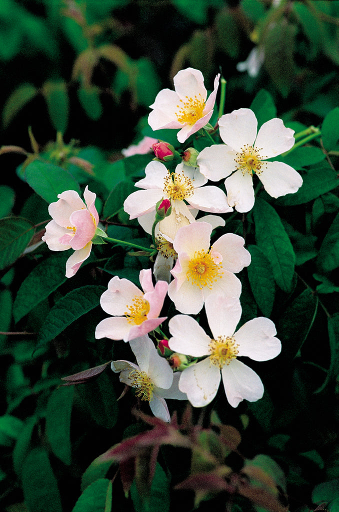 Kathleen — Antique Rose Emporium