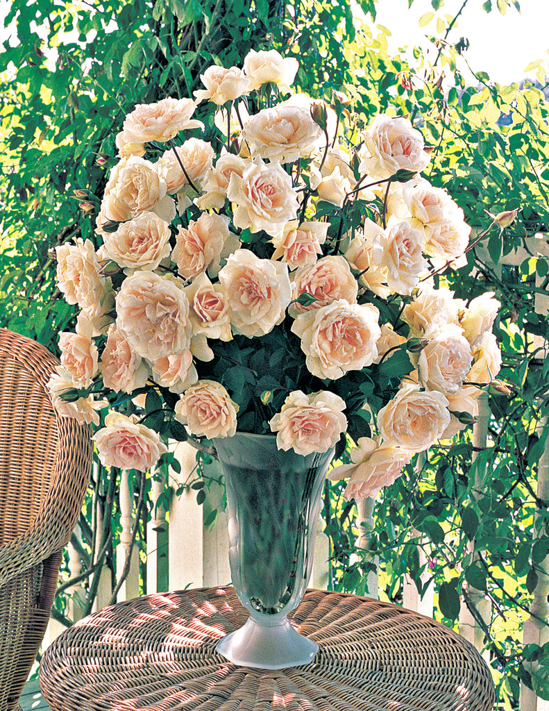 Puerto Rico — Antique Rose Emporium