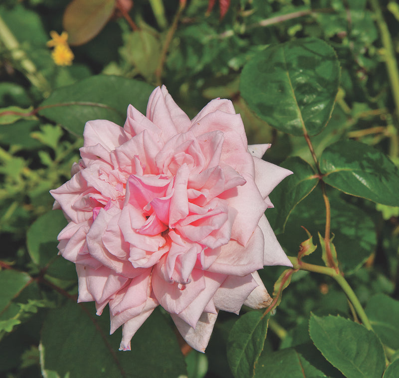 Emily — Antique Rose Emporium