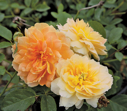 David Austin™ English Roses