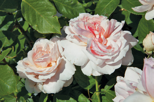 Griffith Buck Roses