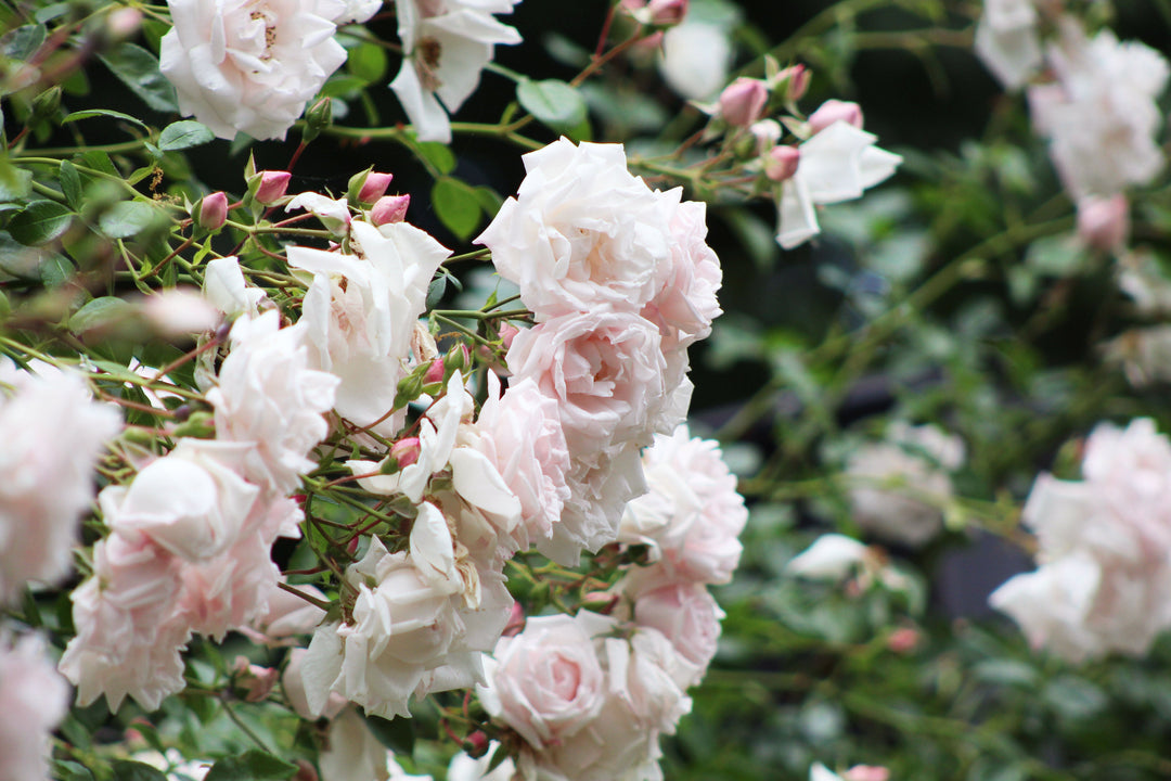 Repeat Blooming Climbers