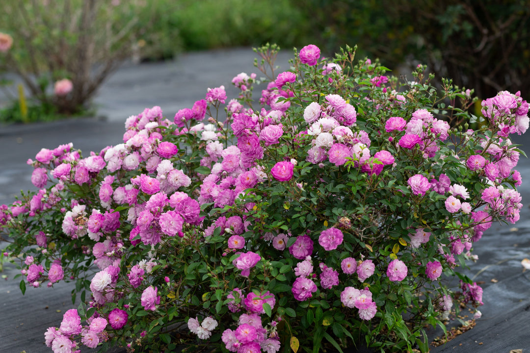 Small Shrubs