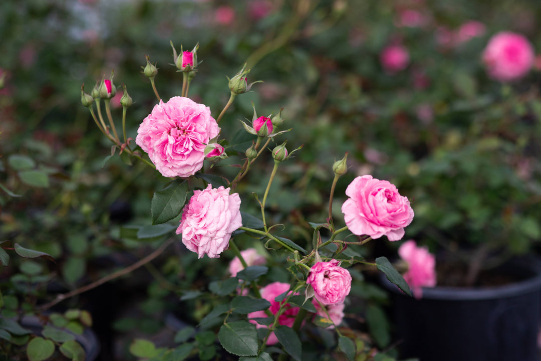 Container Roses