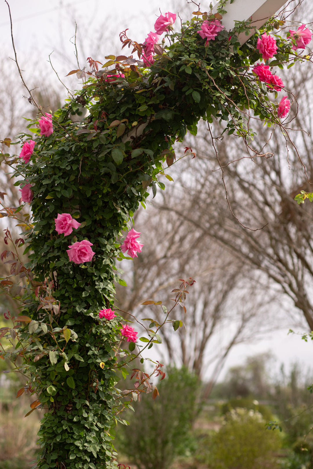 American Beauty, Climber