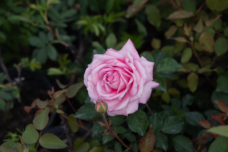 Pink rose bush with single pink rose and a rose bud in the center.