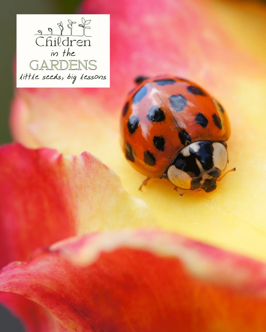 lady bug on petal of flower