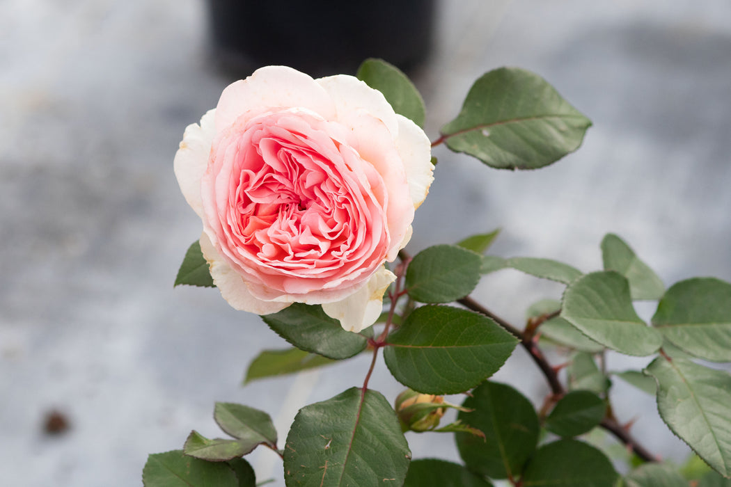 Twilight Princess — Antique Rose Emporium