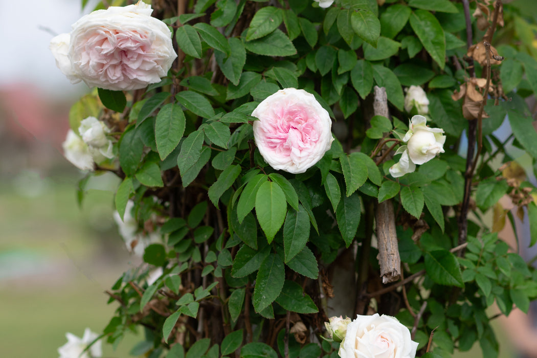 Nearly Thornless Roses — Antique Rose Emporium