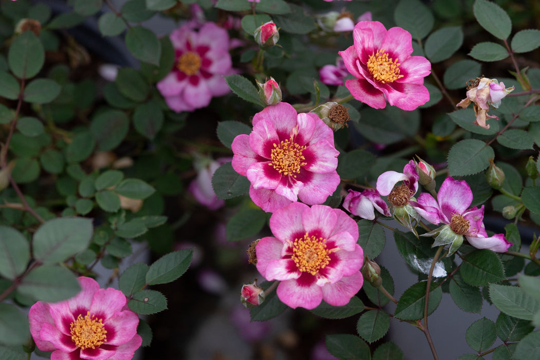 R. wichuraiana thornless — Antique Rose Emporium