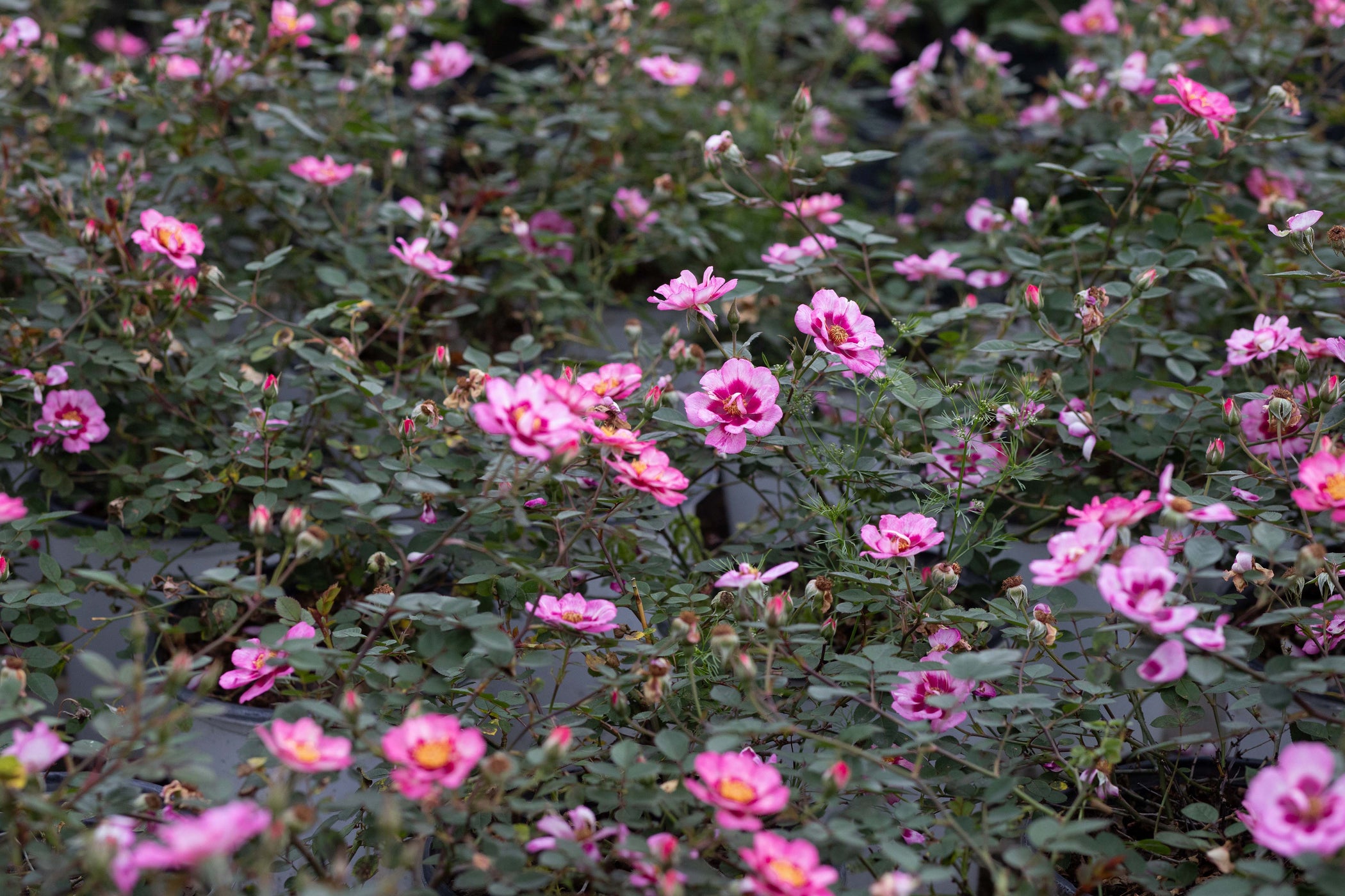 Nearly Thornless Roses — Antique Rose Emporium