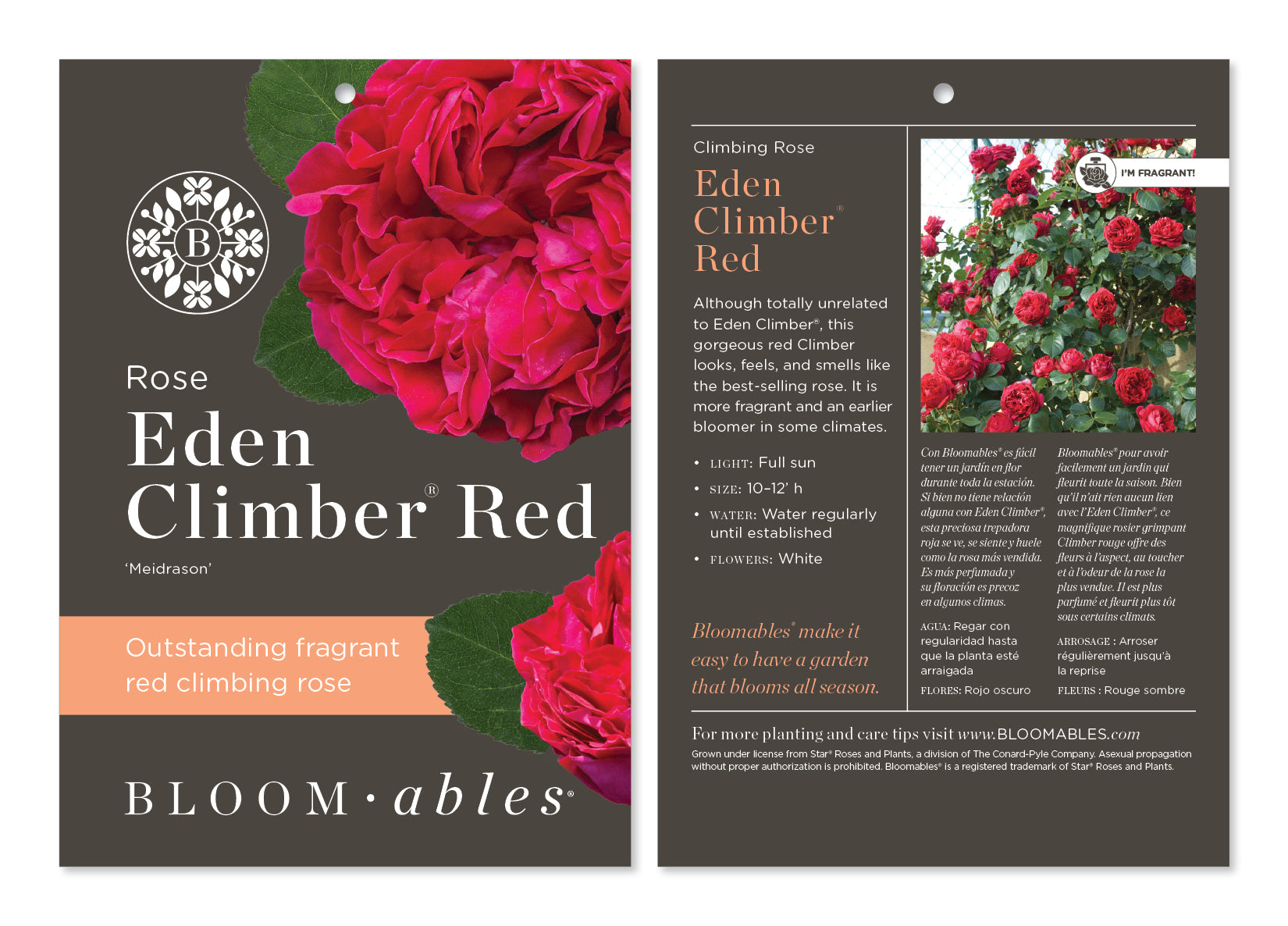 Eden Climber Rose