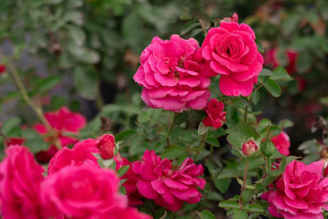 Sweet Juliet Rose - David Austin - Very Fragrant – Heirloom Roses