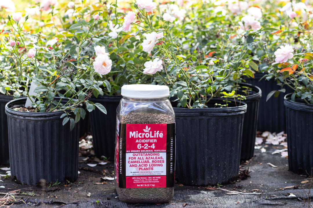 Pink roses surrounding container of MicroLife Acidifer plant food. 