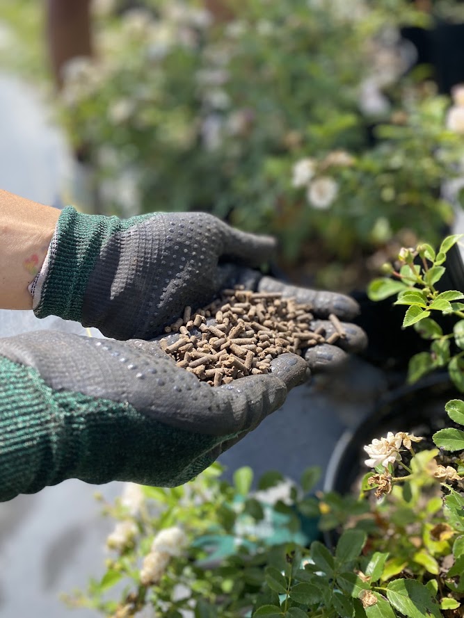 Hands holding small pellets of MicroLife Acidifier plant food.