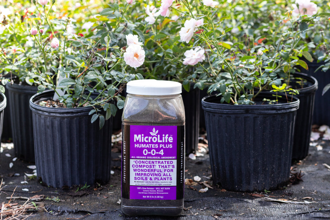 Container of MicroLife Humates Plus plant food surrounded by pink roses in planters.