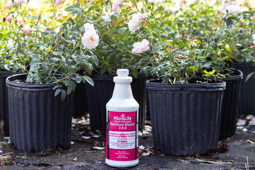 Pink roses in 2 gallon planters surrounding  a single bottle of MicroLife maximum blooms liquid plant food.