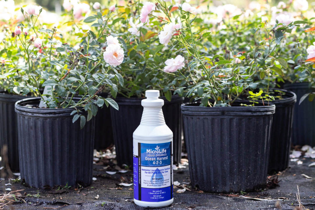 Single bottle of MicroLife Ocean Harvest liquid plant food surrounded by 2 gallon planters containing pink roses. 