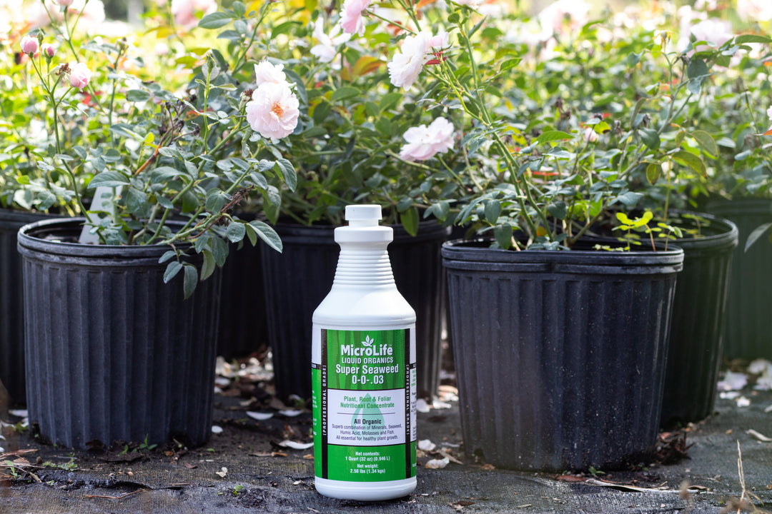 Single bottle of MicroLife Super Seaweed liquid plant food surrounded by 2 gallon planters containing pink roses. 