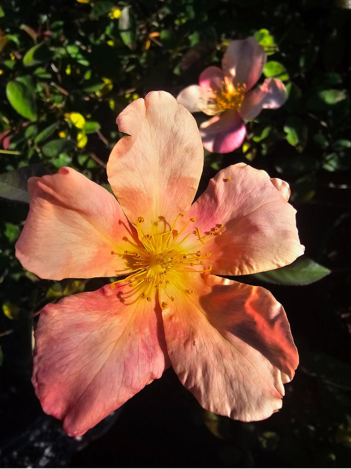 Close up of a single orange and yellow rose called The Butterfly Rose (Mutabilis) that has 5 petals like a star shape.