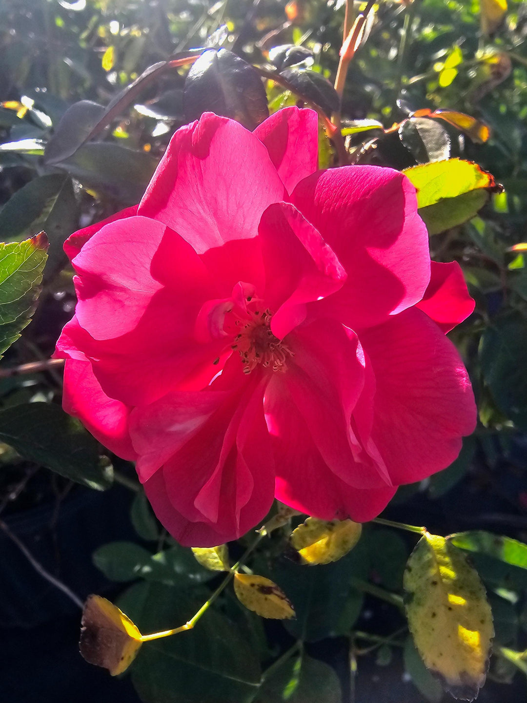 Close up of a single deep pink rose called Mutabilis that has 5 petals like a star shape.