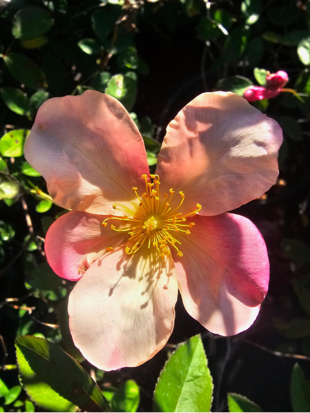 Close up of a single soft apricot rose called Mutabilis that has 5 petals.