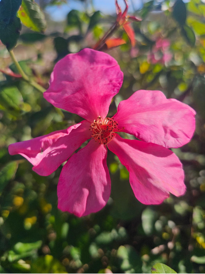 Close up of a single pink rose called Mutabilis with 5 petals arranged like a star shape.