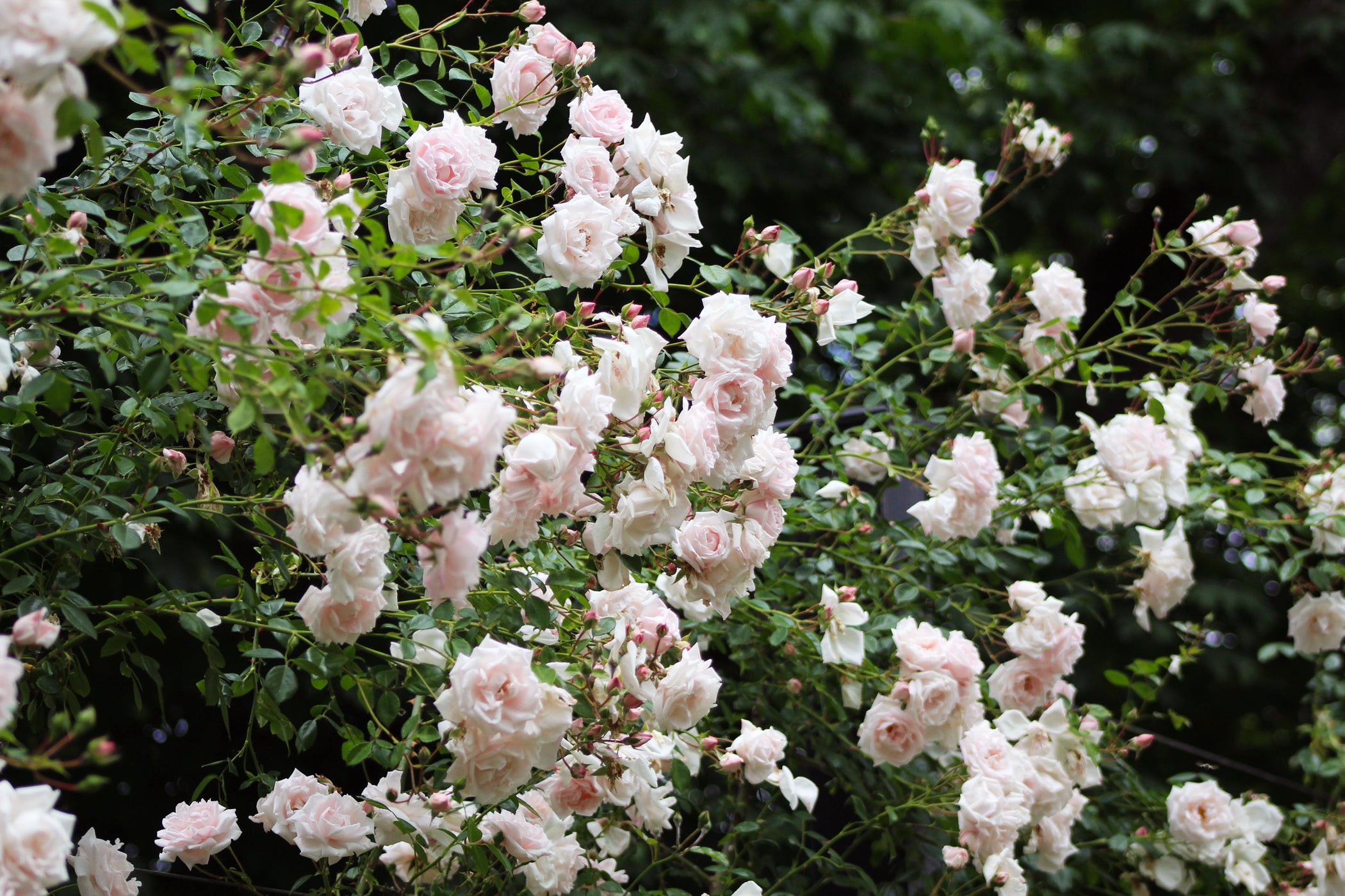 All Roses — Antique Rose Emporium