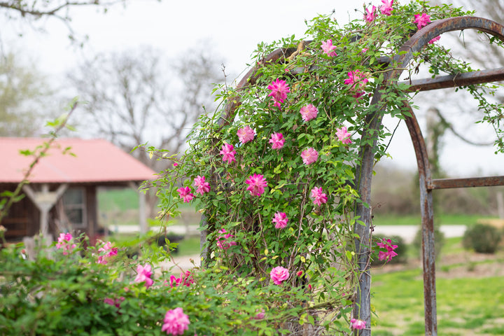 Old Blush, climber