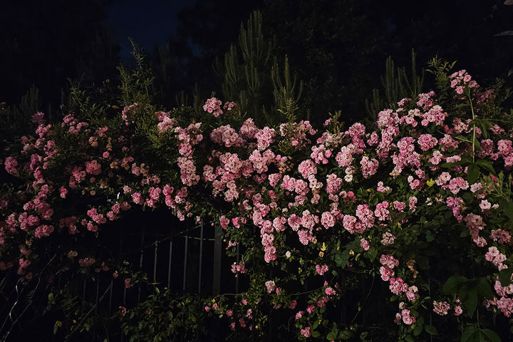 Peggy Martain climbing rose across a wrought iron fence, photographed in the night time.