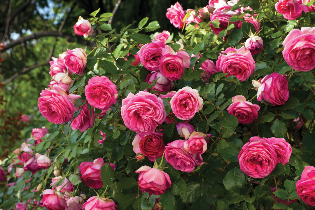 Eden Climber® Pretty In Pink