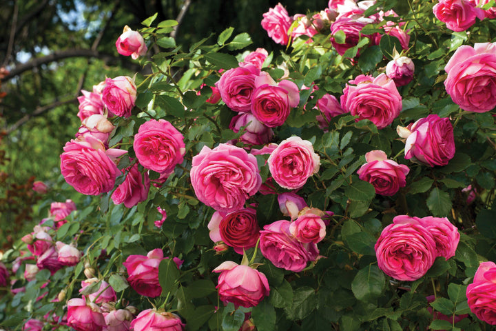 Eden Climber® Pretty In Pink