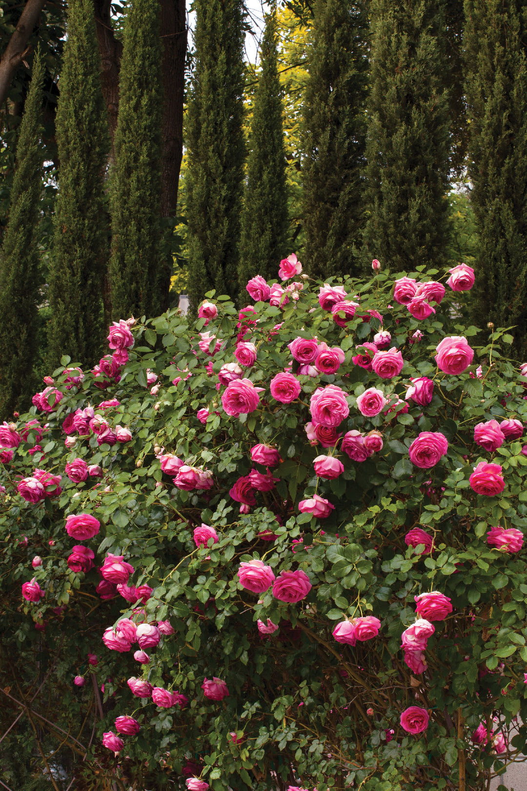 Eden Climber® Pretty In Pink