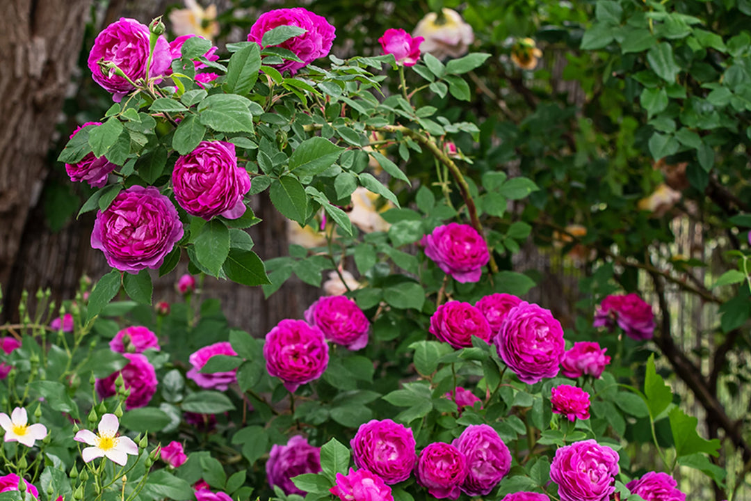 Reine des Violettes