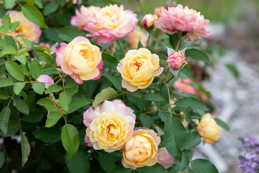 multicolored rose bush with pink and yellow rose buds and blossoms