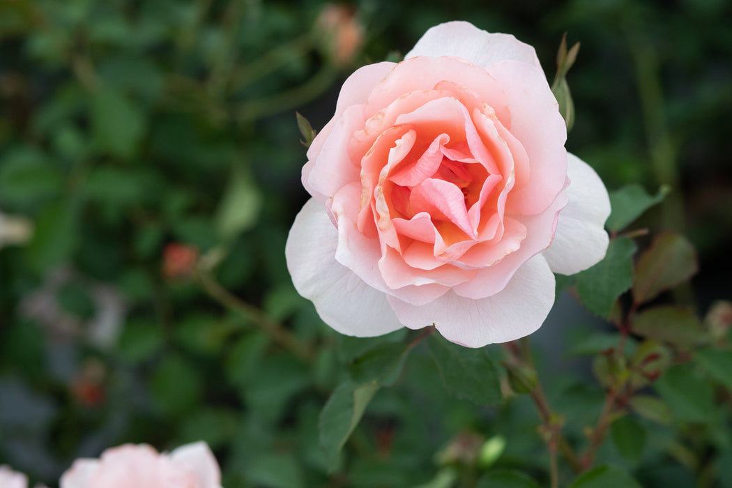 Tuesday McMains — Antique Rose Emporium