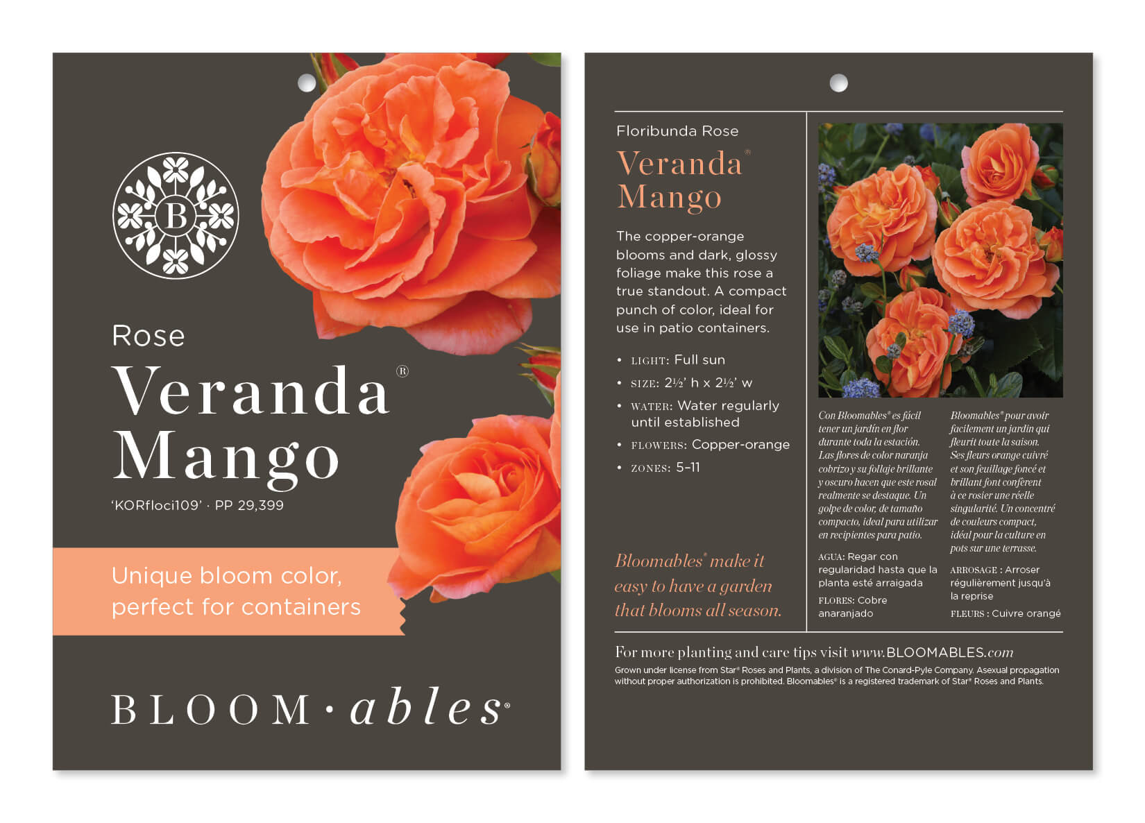 Veranda Mango Rose