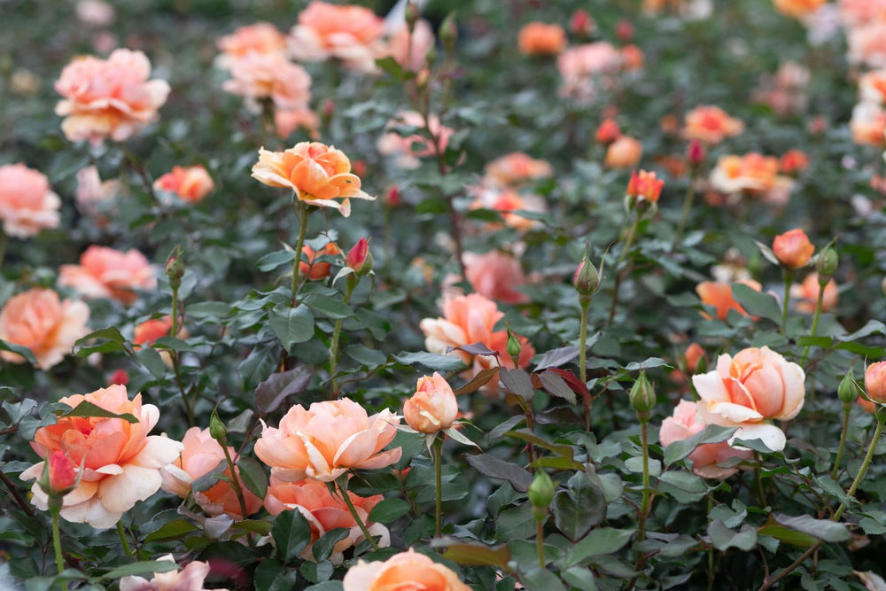 Rose bush with apricot peach roses and rose buds called Soul Sister