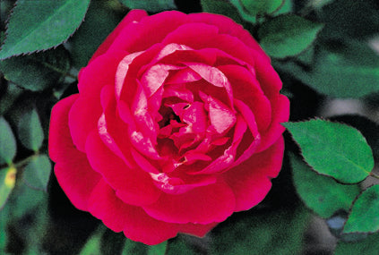 LOUIS PHILLIPE Rose Bush Plant Old Heirloom Own Root Antique Garden  Perpetual Bloom Red Pink Double Starter Size 4 Inch Pot Emerald TM :  Emerald Goddess Gardens