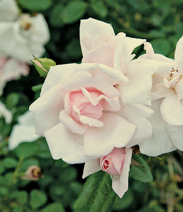 R. wichuraiana thornless — Antique Rose Emporium