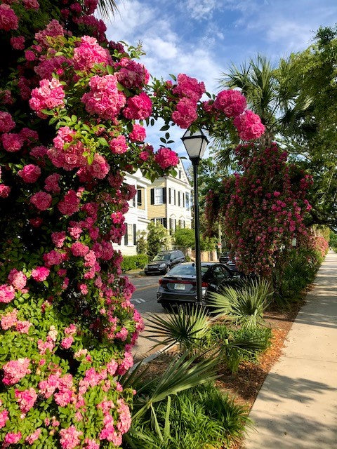 Clusters of pink roses called Peggy Martain climbing either side of the sidewalk and walkway.