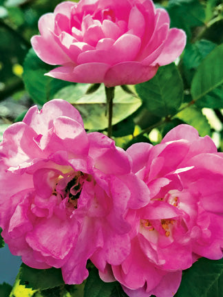 Rosa 'Tiffany' - Wikipedia