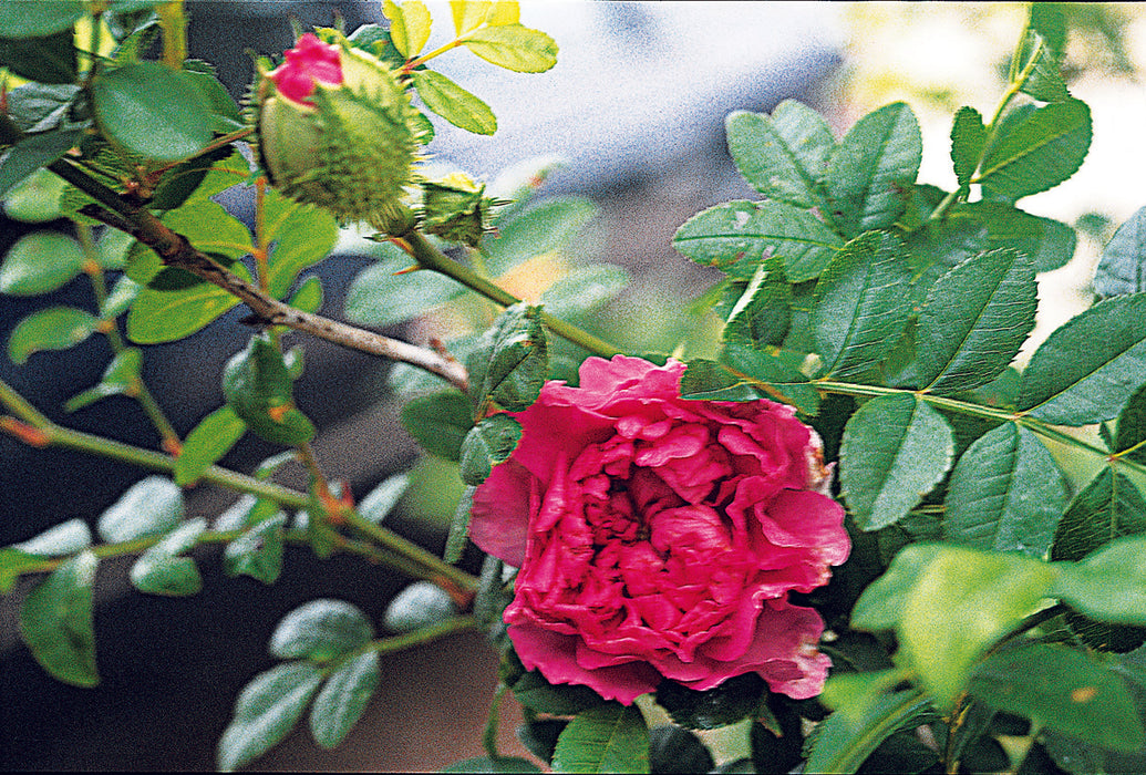 Old Garden or Antique Roses - A List with Dates of Introduction - Jacki ...