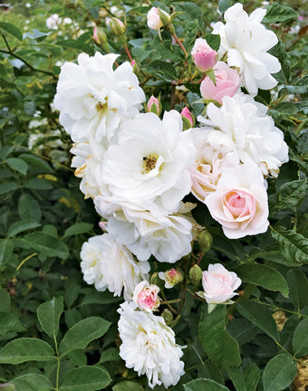 Old Garden or Antique Roses - A List with Dates of Introduction - Jacki ...