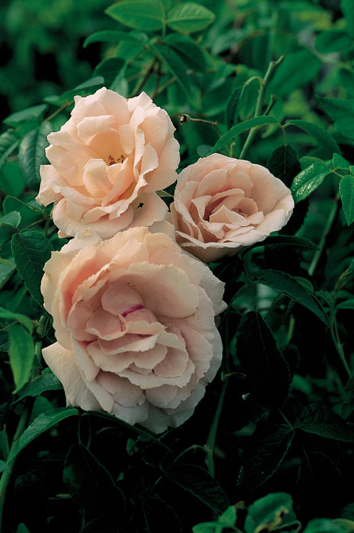pink roses vintage