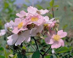 Prairie Rose