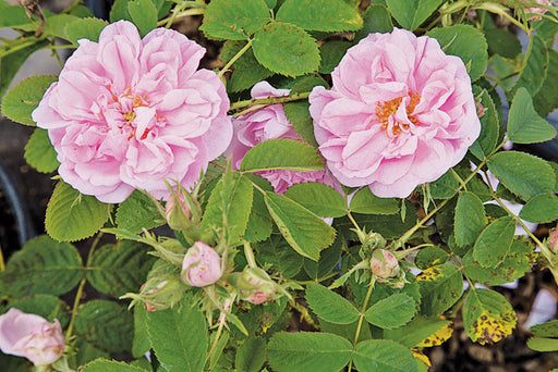 Anatique Roses True Antique Roses — Antique Rose Emporium
