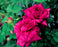 Rose à Parfum de l'Hay