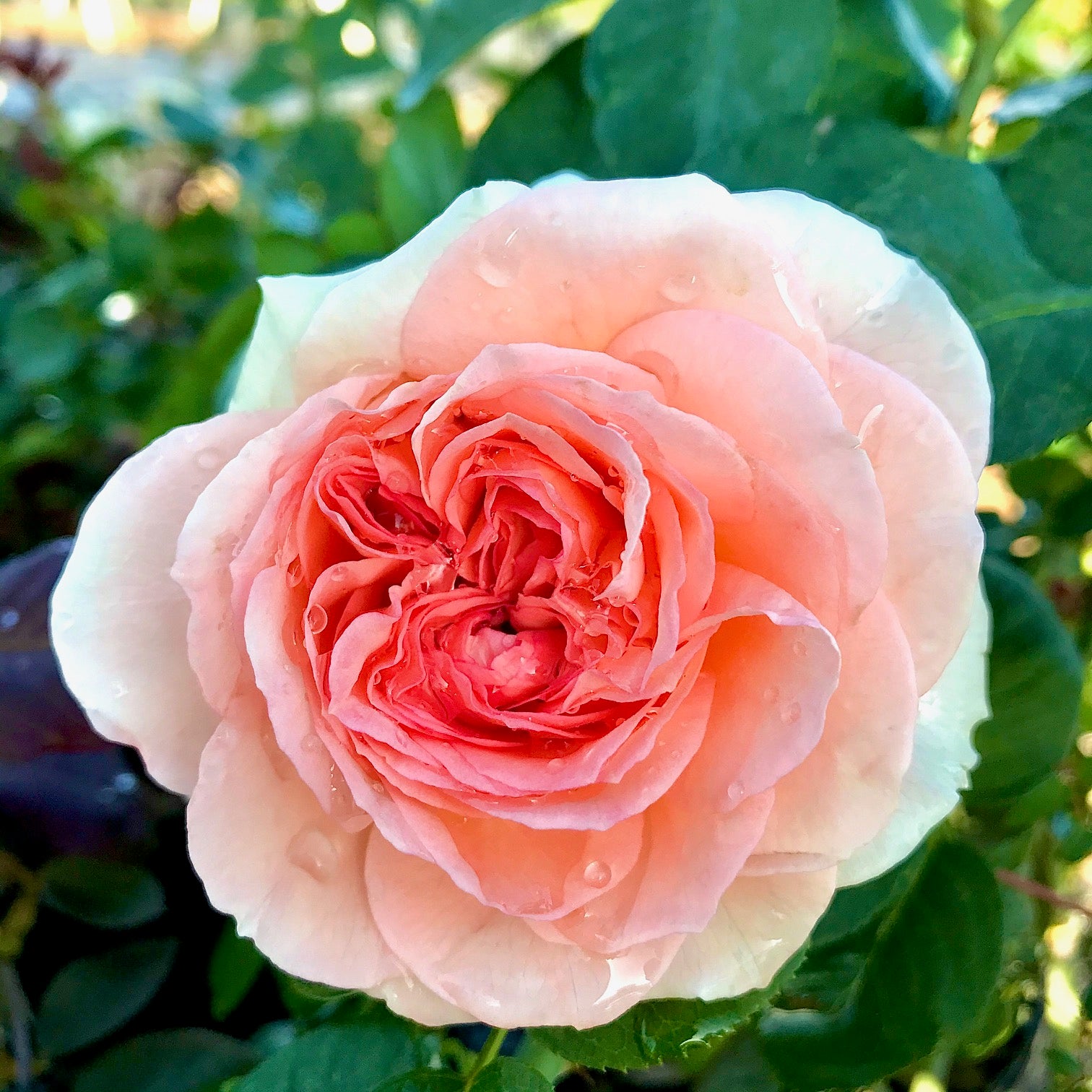 Antique Rose Emporium | Antique Rose Nursery & All Things Garden