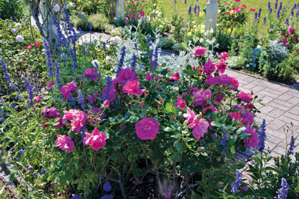 Louis Philippe — Antique Rose Emporium